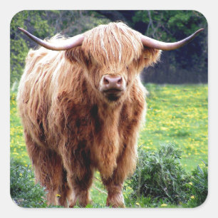 Sticker Carré Vache avec le beau paysage de nature de grands