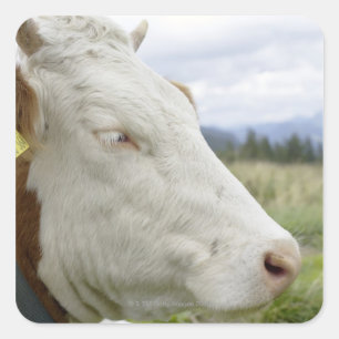 Sticker Carré vache Brown avec un signe dans son oreille sur un