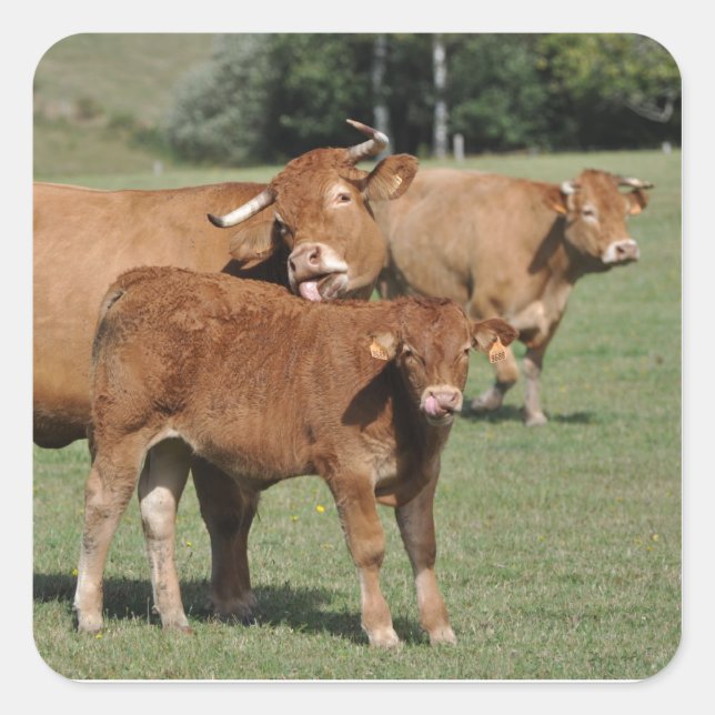 Sticker Carré Vache Brown lavant son veau (Devant)