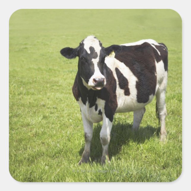 Sticker Carré Vache dans le pré (Devant)