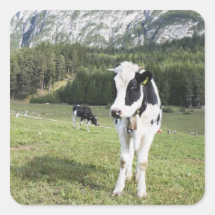 Sticker Carré Vache Dans Un pré, Fie Allo Sciliar, Alto Adige,