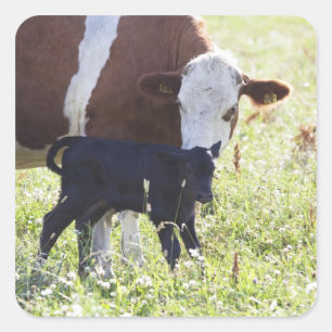 Sticker Carré Vache et veau