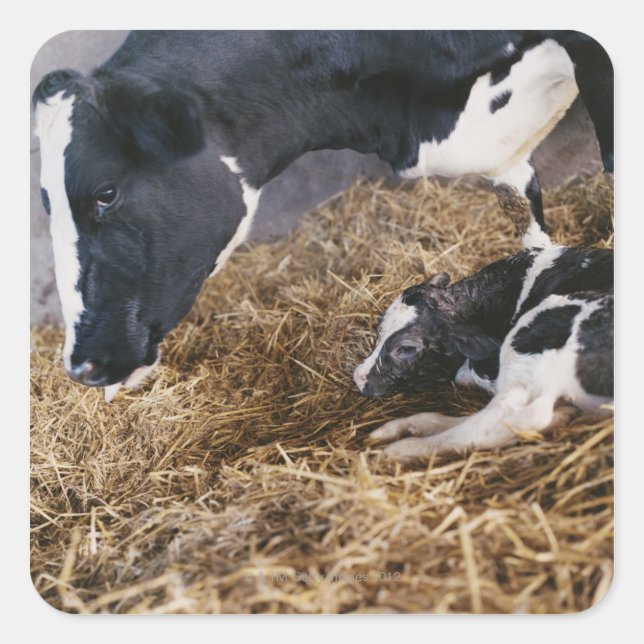Sticker Carré Vache et veau en foin (Devant)