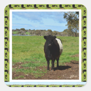 Sticker Carré Vache Galloway Ceintée Femme encadrée,