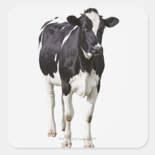 Sticker Carré Vache laitière (Bos taurus) sur arrière - plan bla