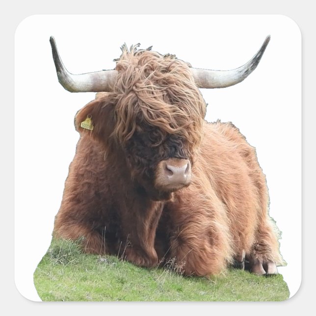 Sticker Carré Vache "Moo" des Highlands écossais (Devant)