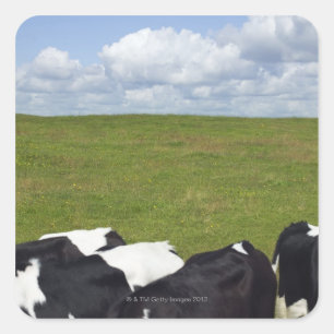 Sticker Carré Vaches dans un pâturage