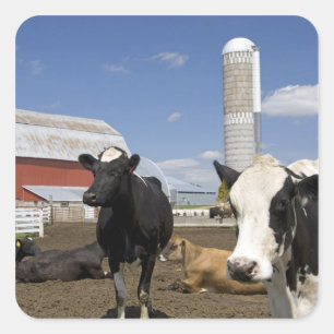 Sticker Carré Vaches devant une grange rouge et un silo dans une