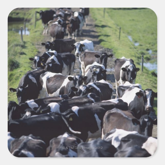 Sticker Carré Vaches Laières Frésiennes, En Attente De Lait, Co  (Devant)