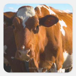 Sticker Carré Vaches sur la ferme