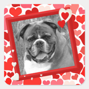 Sticker Carré Valentines Boxer Chien Coeurs