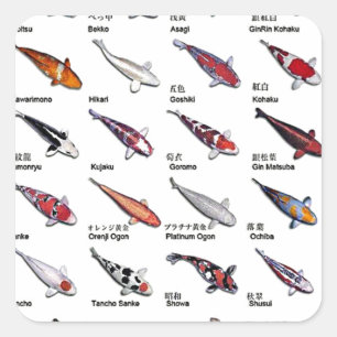 Sticker Carré Variétés colorées de Koi Fish Nishikigoi Dessin