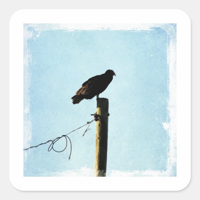 Sticker Carré Vautour (Devant)