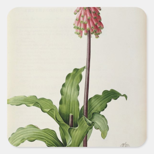 Sticker Carré Veltheimia Capensis, de "Les Liliacees", vers 1805 (Devant)