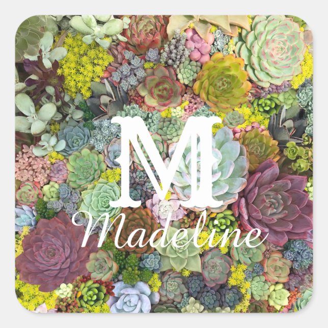 Sticker Carré Verdure colorée Succulents (Devant)