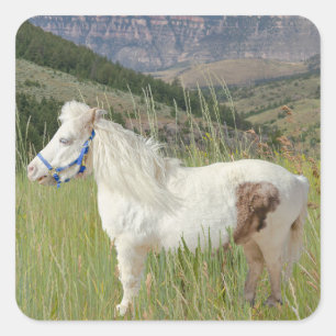 Sticker Carré Véritable Cheval Miniature en montagne souhait