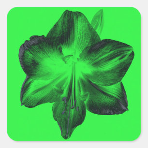 Sticker Carré Vert foncé sur vert clair Amaryllis