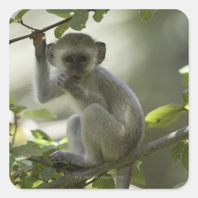 Sticker Carré Vervet Monkey, Zimbabwe (Devant)