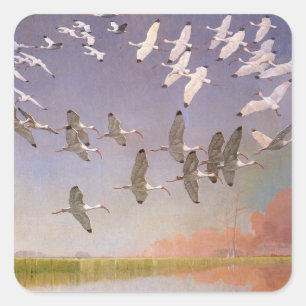 Sticker Carré Vestige d'Ibis survolant les zones humides, les oi