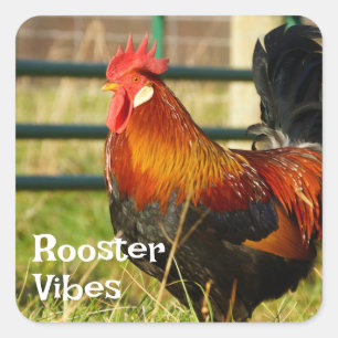 Sticker Carré Vibes Rooster Farm Life