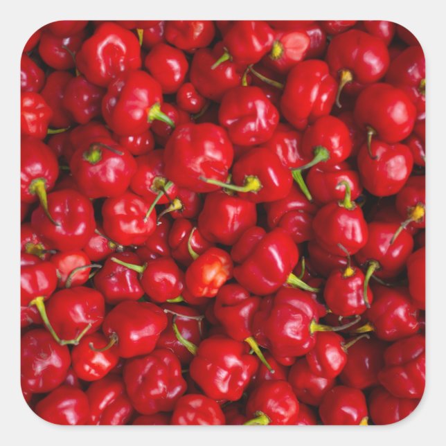 Sticker Carré Vibrant Red Chili Pepper Harvest (Devant)