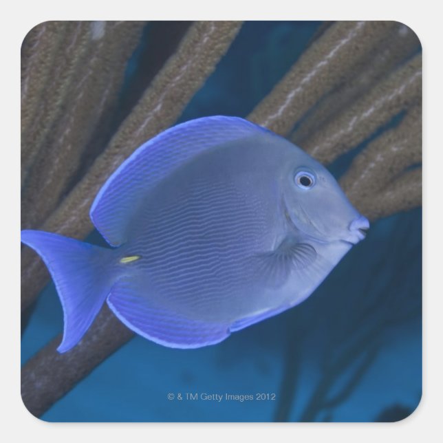 Sticker Carré Vie sous-marine : Acanthurus coeruleus avec mer (Devant)
