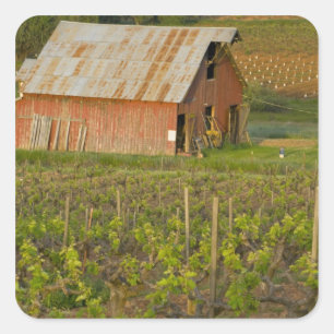 Sticker Carré Vieille grange rouge au bord du vignoble de Zinfan