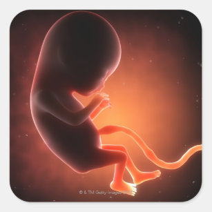 Sticker Carré Vieux foetus de deux mois