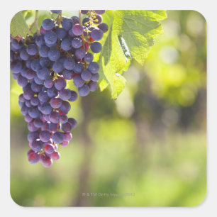 Sticker Carré Vigne pourpre