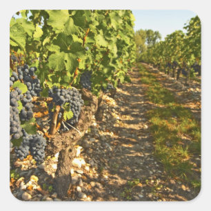 Sticker Carré vignes de Cabernet Sauvignon alignées dans le