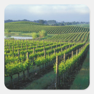 Sticker Carré Vignes en rangées nettes dans le Napa en Californi