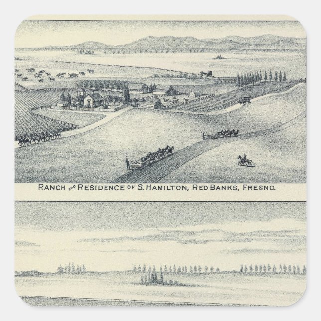 Sticker Carré Vignoble Estella Blanca, Californie (Devant)