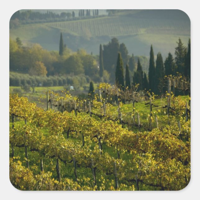 Sticker Carré Vignoble, Toscane, Italie (Devant)