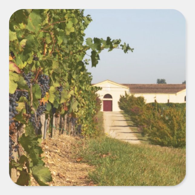 Sticker Carré Vignobles, vignes de petit verdot et la cave dans (Devant)