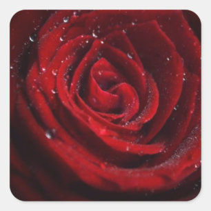 Sticker Carré Vins roses Coeur Motif Fleur Paix Amour Destinée
