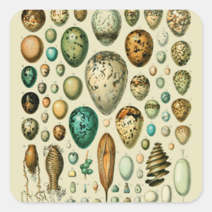 Sticker Carré Vintage Bird Eggs French Fish Egg