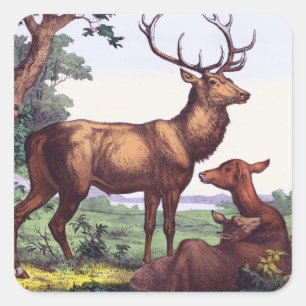 Sticker Carré Vintage de la famille des cerfs