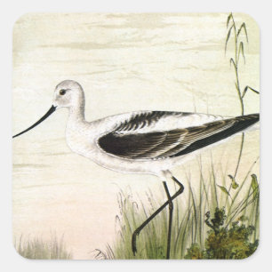 Sticker Carré Vintage Marine Life Shorebirds, Avocet Birds