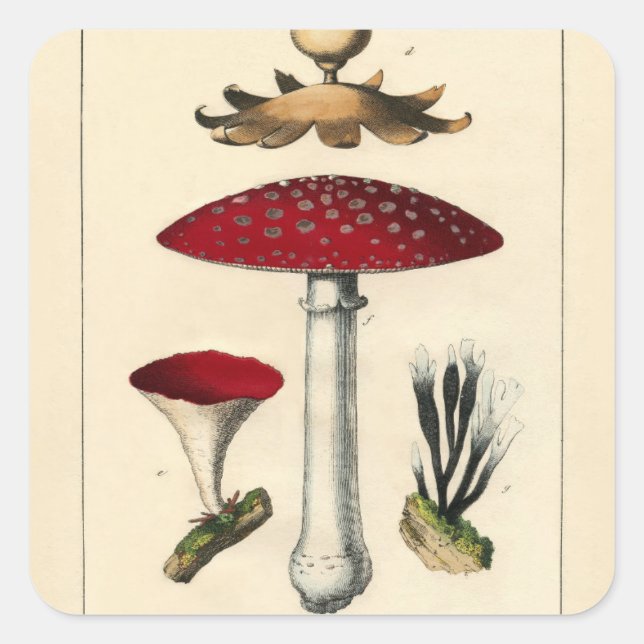 Sticker Carré Vintage Mushroom Botanical Print (Devant)