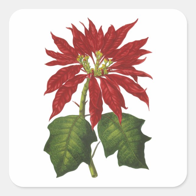 Sticker Carré Vintage Noël, Rouge Poinsettia Plante d'hiver (Devant)