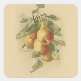 Sticker Carré Vintage pears