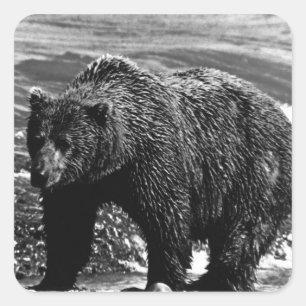 Sticker Carré Vintage USA Alaska brun ours 1970