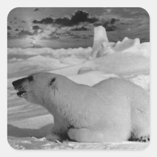 Sticker Carré Vintage USA Alaska ours polaire 1970
