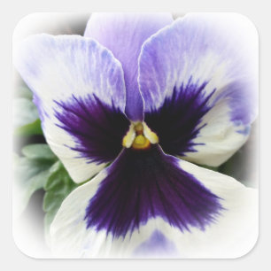 Sticker Carré violet profond sur blanc
