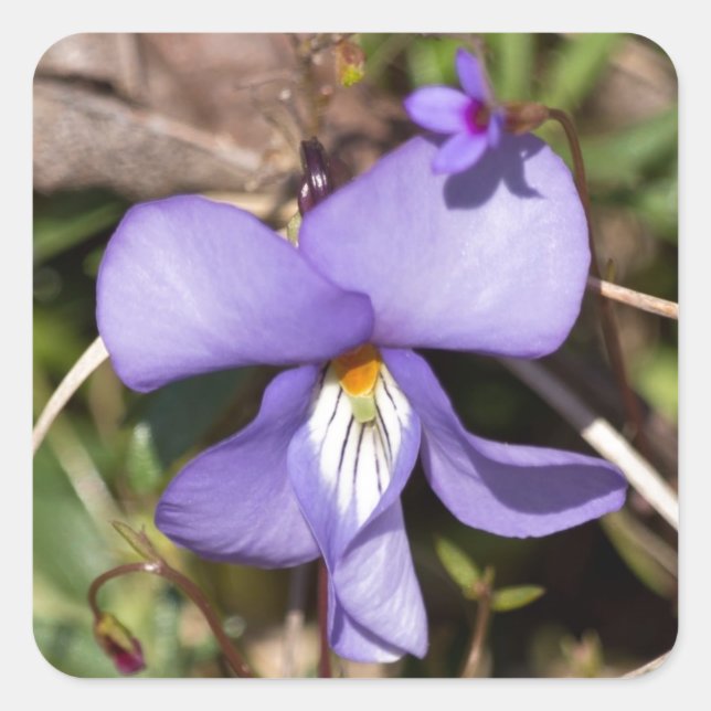 Sticker Carré Violette à pieds d'oiseau avec bluets (Devant)