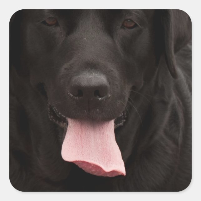 Sticker Carré Visage de chien noir (Devant)