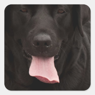 Sticker Carré Visage de chien noir
