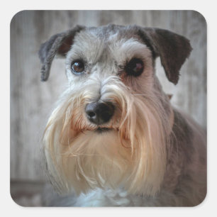 Sticker Carré Visage de chien Schnauzer