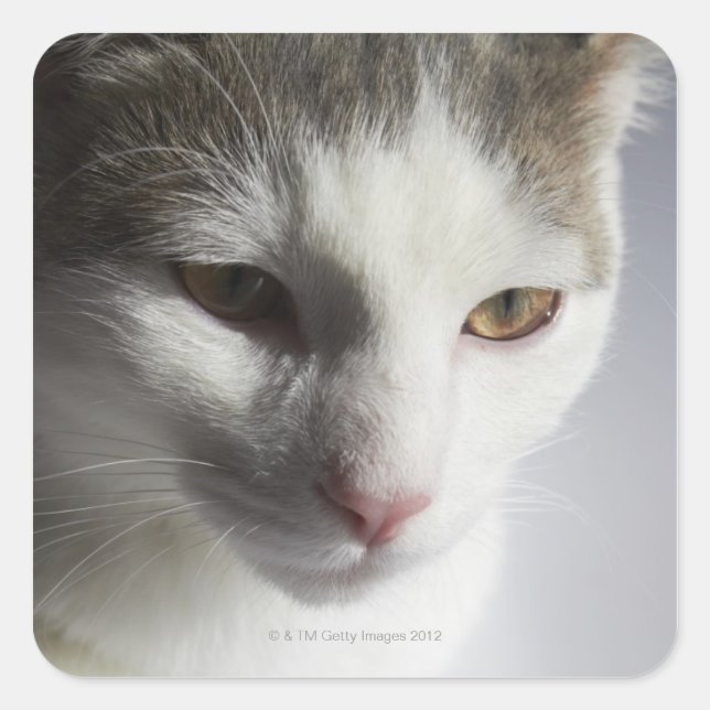 Sticker Carré Visage d'un chat (Devant)
