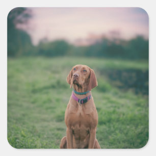 Sticker Carré vizsla assise